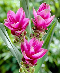 Pink Curcuma Flower seeds for Planting - Colorful Display, Heirloom & GMO Free Seeds for Home Garden