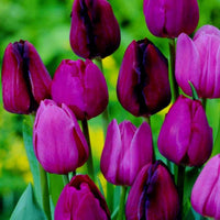 Tulip Flower Seeds Collection for Elegant Garden Planting