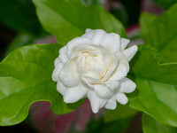 CAPE JASMINE Jasminiodes Fragrant White Shrub Flower seeds for Planting - Low Maintenance, Heirloom & GMO Free Seeds for Home Garden