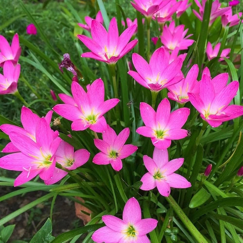 Zephyranthes Flower seeds for Planting - Cut Flower Favorite, Heirloom & GMO Free Seeds for Home Garden