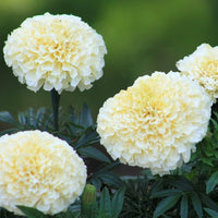 Cream Marigold Flower Seeds for Planting - Vibrant Annual Blooms for Your Garden