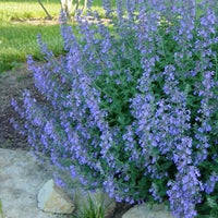 Catmint Blue Flower Seeds for Planting