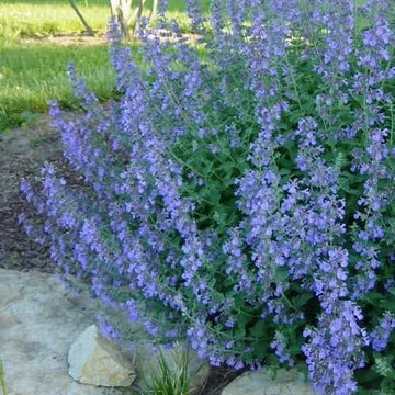 Catmint Blue Flower Seeds for Planting