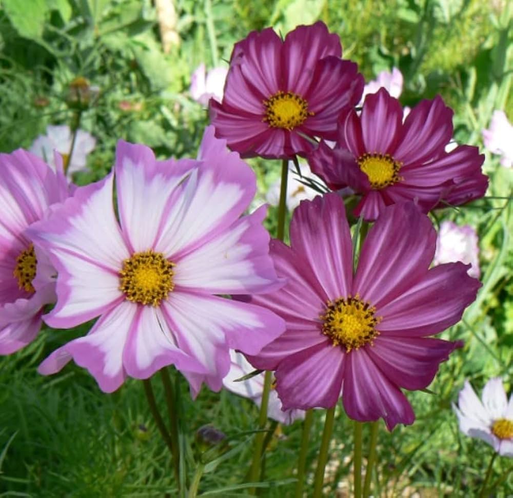 Cosmos Purple Red White Mix Flower Seeds for a Colorful Garden Display