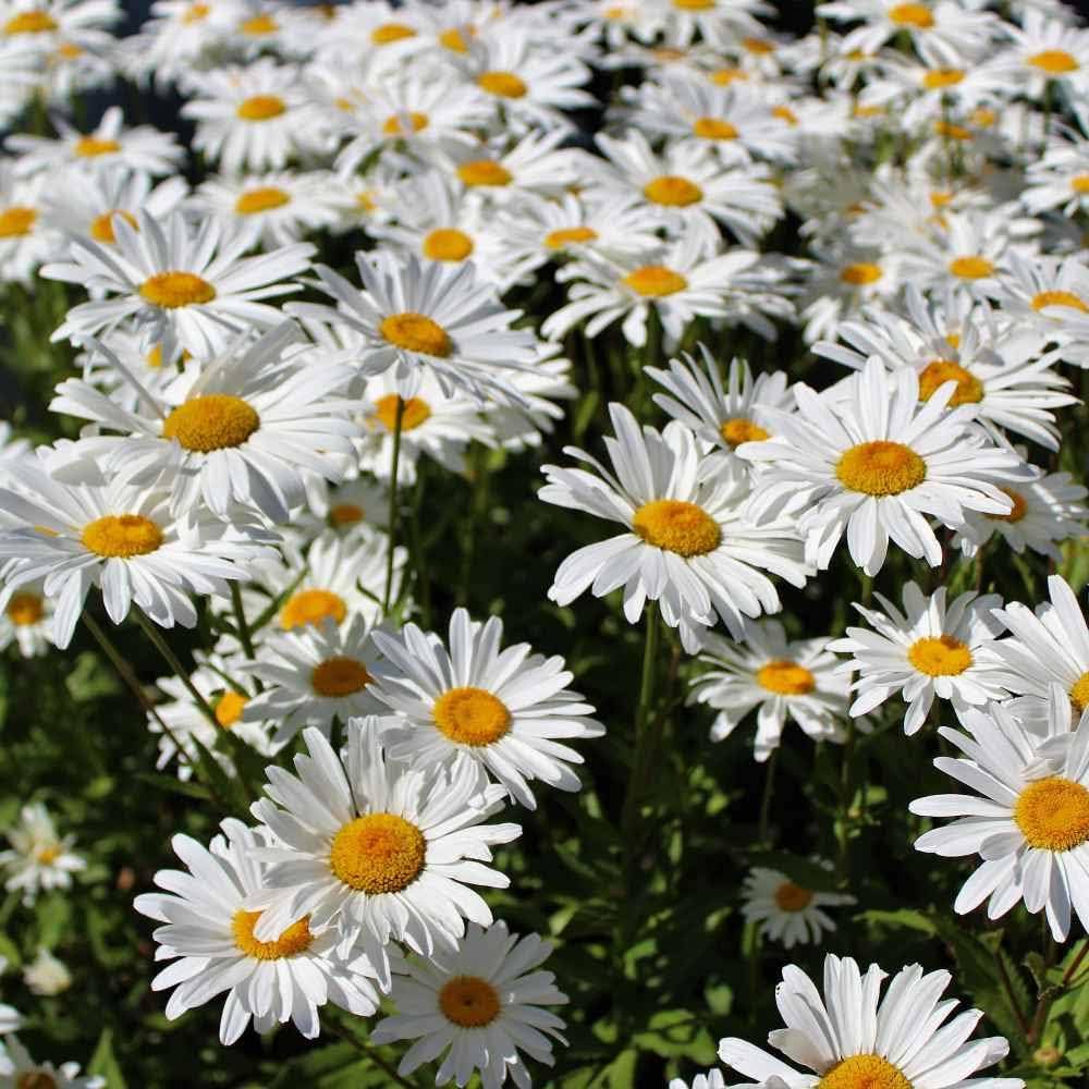 White Perennial Flower Seeds for Easy Planting