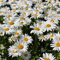 White Perennial Flower Seeds for Easy Planting