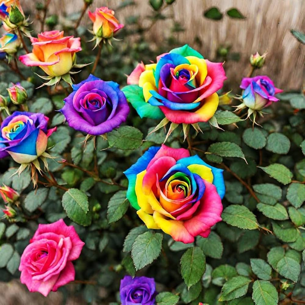 Mixed Rose Rare Bonsai Rainbow Flower Seeds for Planting  Vibrant Colorful Bonsai Seeds for Your Garden