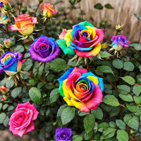 Mixed Rose Rare Bonsai Rainbow Flower Seeds for Planting  Vibrant Colorful Bonsai Seeds for Your Garden