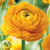 Yellow Ranunculus Asiaticus Flower Seeds for Planting Garden Favorite Heirloom & GMO Free Seeds for Home Garden
 
 Sale