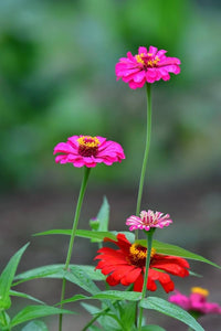 Zinnia Zinnia elegans Flower Seeds for Planting