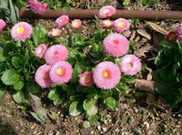 Bellis Strawberries & Cream Daisy Seeds for Beautiful Flowers