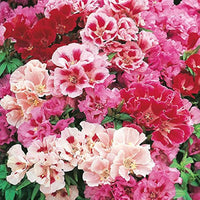 Godetia Flower seeds for Planting Hardy Variety Heirloom & GMO Free Seeds for Home Garden
