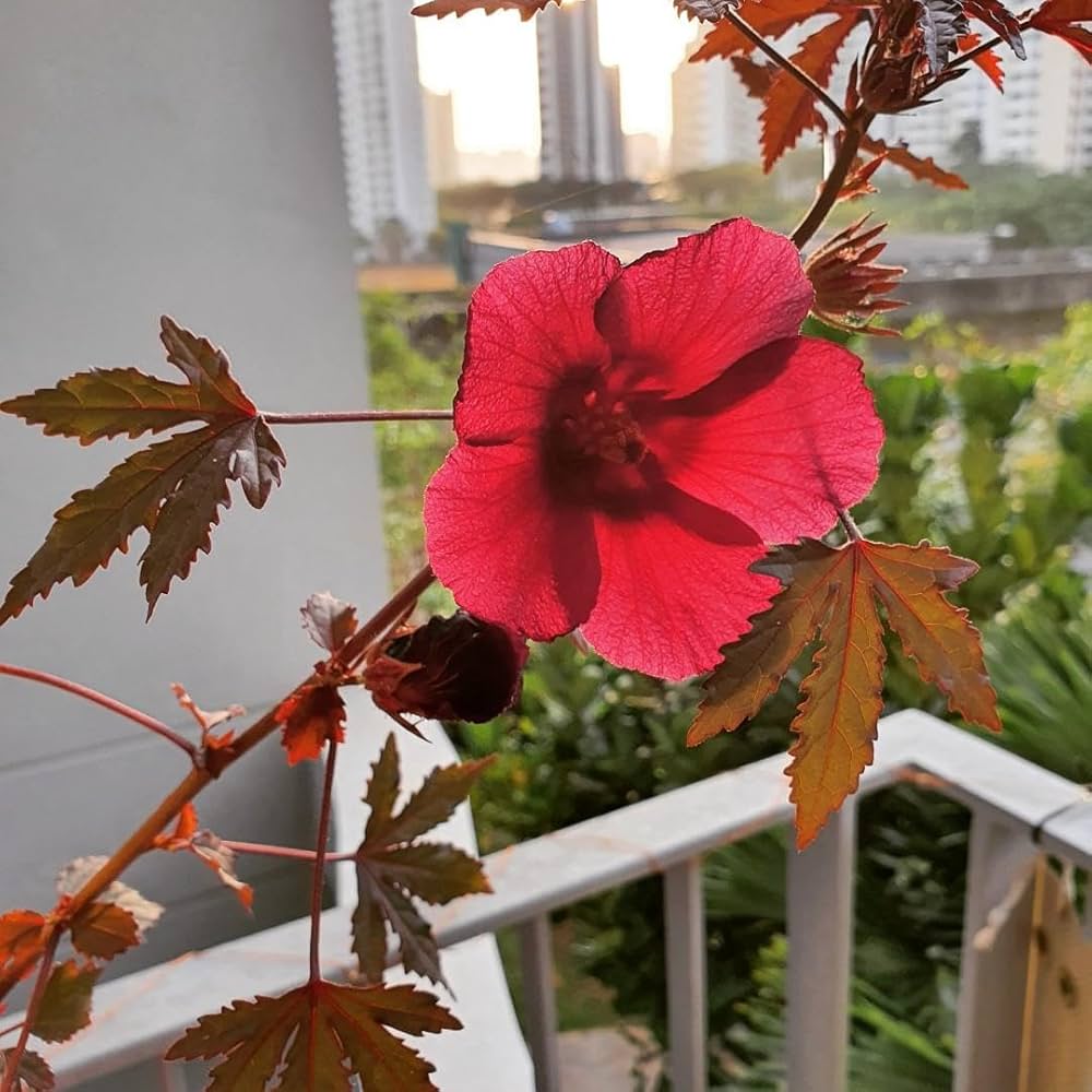 Cranberry Hibiscus Flower seeds for Planting Hardy Variety Heirloom & GMO Free Seeds for Home Garden