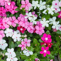 Mixed Periwinkle Flower seeds for Planting Easy to Grow Heirloom & GMO Free Seeds for Home Garden 
 
 Sale