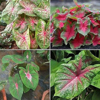 Green Thailand Caladium Flower Seeds for Planting Shade Tolerant Heirloom & GMO Free Seeds for Home Garden
 
 Sale