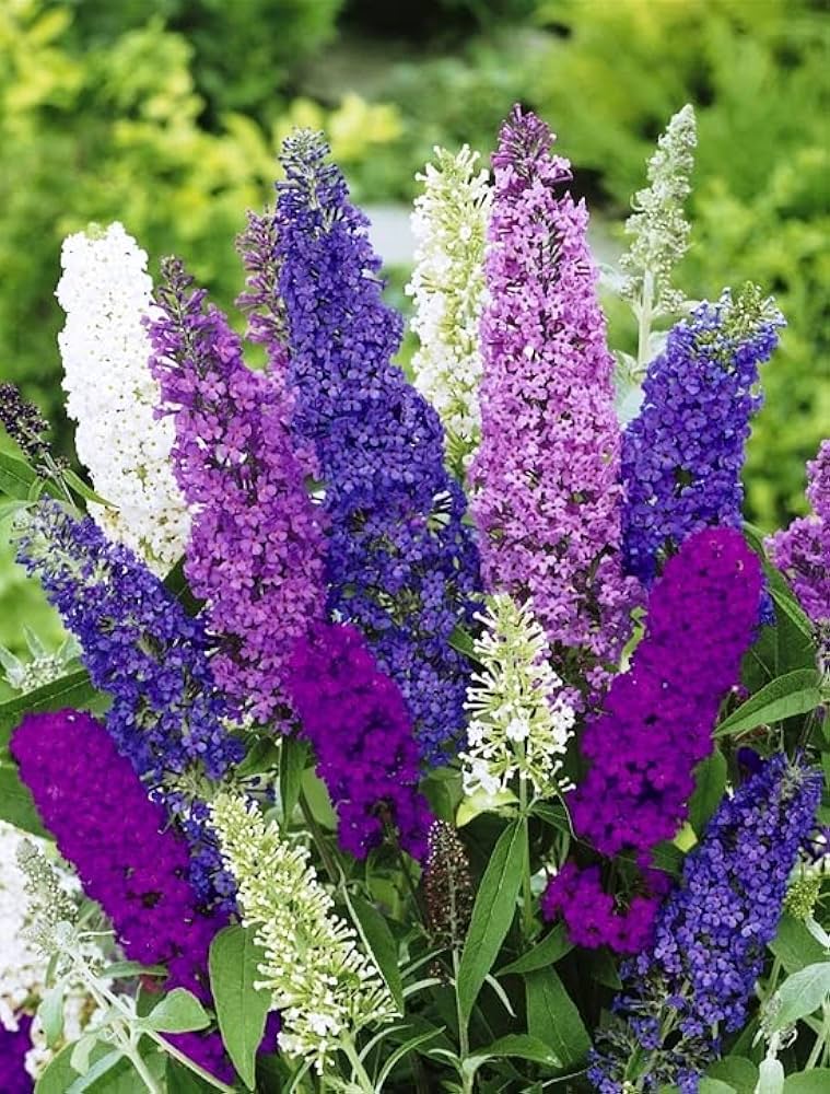 Buddleia Flower Seeds for Easy Planting MIXED