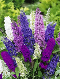 Buddleia Flower Seeds for Easy Planting MIXED