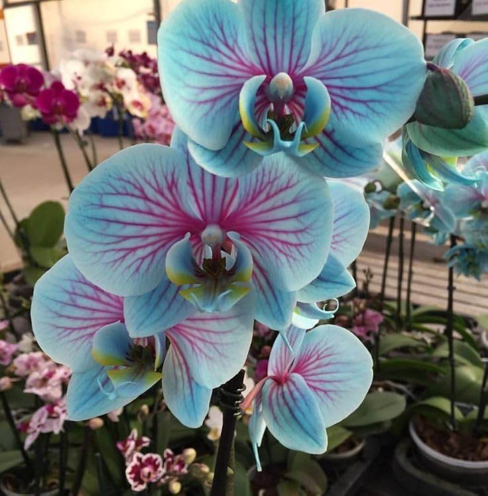 Blue Pink Phalaenopsis Orchid Seeds Flower seeds for Planting Shade Tolerant Heirloom & GMO Free Seeds for Home Garden