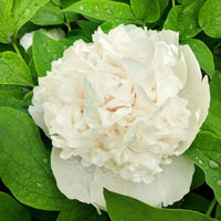 White Peony Flower Seeds for Elegant, Pure Garden Blooms