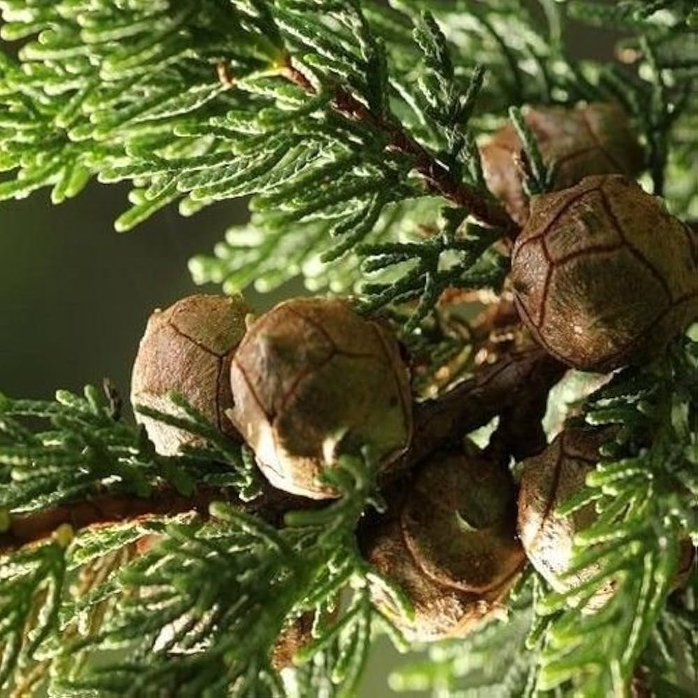 Italian Cypress Tree Seeds (Cupressus sempervirens) Flower seeds for Planting Seasonal Bloomer Heirloom & GMO Free Seeds for Home Garden 
 
 Sale