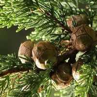 Italian Cypress Tree Seeds (Cupressus sempervirens) Flower seeds for Planting Seasonal Bloomer Heirloom & GMO Free Seeds for Home Garden 
 
 Sale