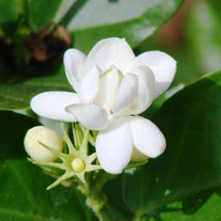 White Jasmine Flower seeds for Planting - Drought Tolerant, Heirloom & GMO Free Seeds for Home Garden