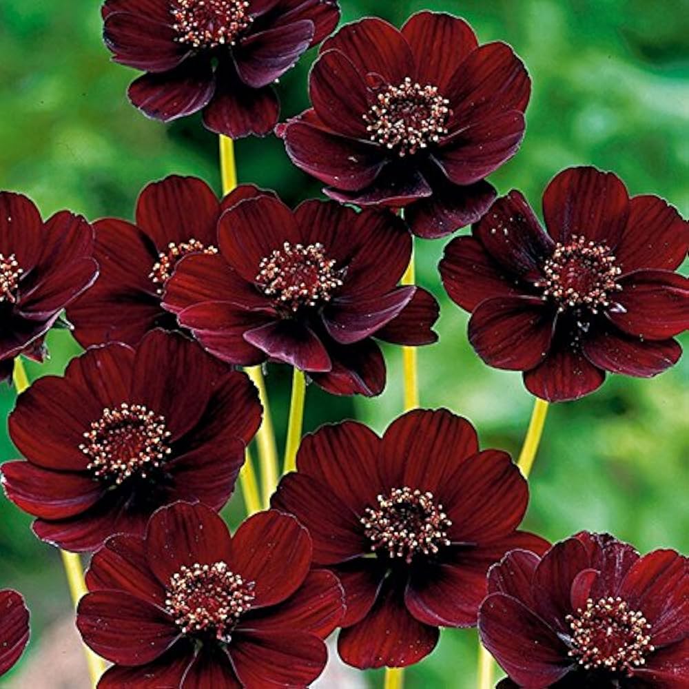 Chocolate Perennial Flower seeds for Planting Drought Tolerant Heirloom & GMO Free Seeds for Home Garden
