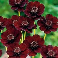 Chocolate Perennial Flower seeds for Planting Drought Tolerant Heirloom & GMO Free Seeds for Home Garden