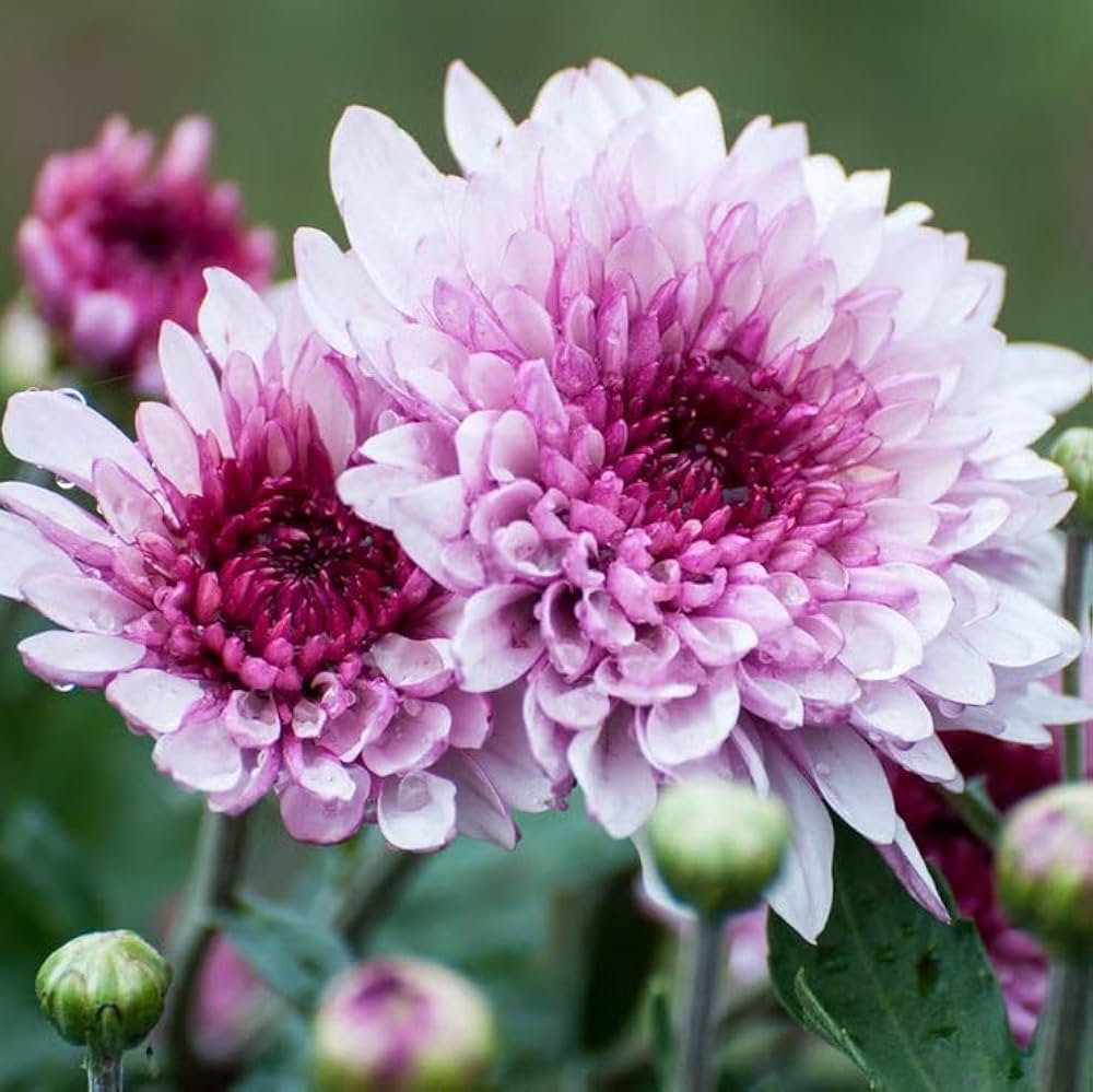 Baby Pink Chrysanthemum Flower seeds for Planting - Premium Quality, Heirloom & GMO Free Seeds for Home Garden