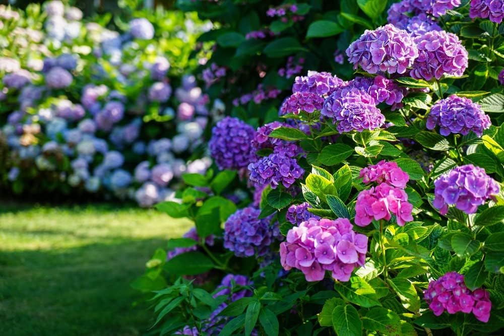 Brown Hydrangea Flower Seeds for Easy Planting
