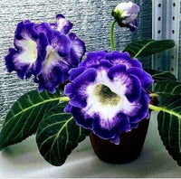 Blue White Gloxinia Flower Seeds Vibrant Colors Heirloom & GMO Free Seeds for Home Garden
 
 Sale