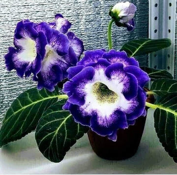 Blue White Gloxinia Flower Seeds Vibrant Colors Heirloom & GMO Free Seeds for Home Garden
 
 Sale