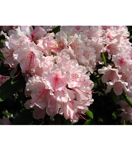 White Pink Rhododendron Flower Seeds for Planting Sun Loving Heirloom & GMO Free Seeds for Home Garden
 
 Sale