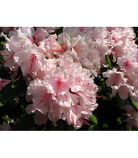 White Pink Rhododendron Flower Seeds for Planting Sun Loving Heirloom & GMO Free Seeds for Home Garden
 
 Sale