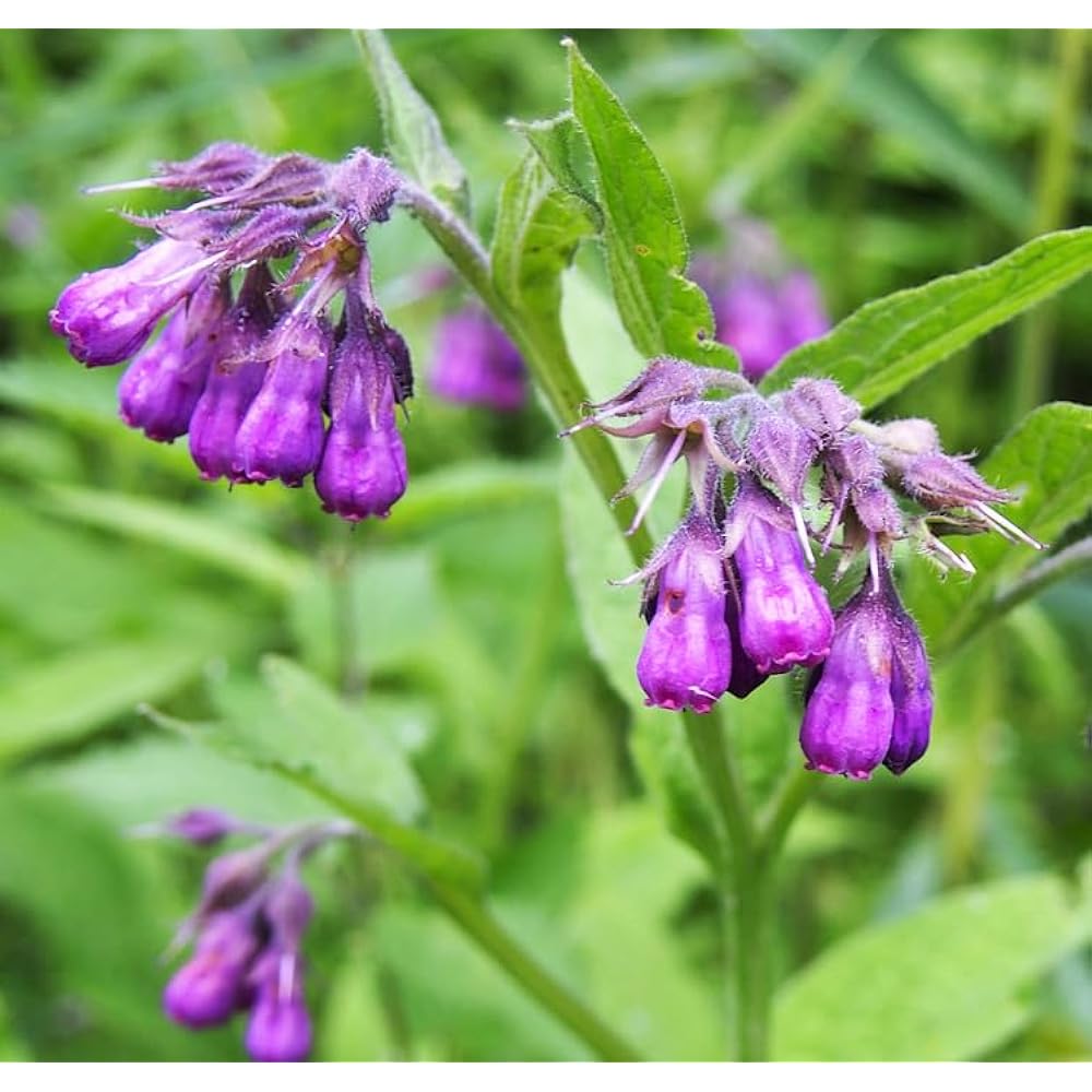 Purple Symphytum Flower seeds for Planting - Colorful Display, Heirloom & GMO Free Seeds for Home Garden