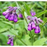 Purple Symphytum Flower seeds for Planting - Colorful Display, Heirloom & GMO Free Seeds for Home Garden