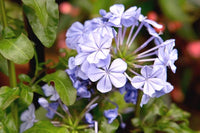 Light Purple Auriculata Flower seeds for Planting Low Maintenance Heirloom & GMO Free Seeds for Home Garden
 
 Sale