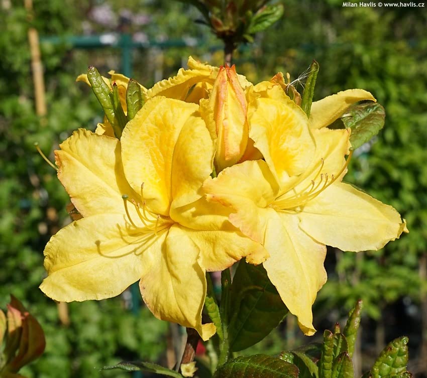 Light (Light Yellow) seeds for planting in home garden