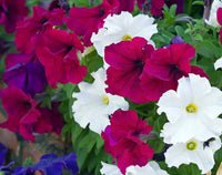 Tricolor Petunia Petunia x hybrida Flower Seeds for Planting in Flower Bed