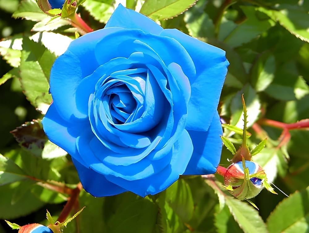 Blue Unique Rose Seeds, Heirloom Non-GMO Compact Roses for Garden Planting