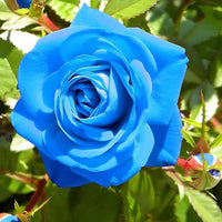Blue Germany Rose Flower Seeds for Planting Compact Growth Heirloom & GMO Free Seeds for Home Garden
 
 Sale