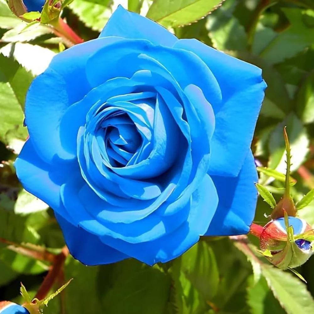 Thai Blue Rose Flower seeds for Planting - Colorful Display, Heirloom & GMO Free Seeds for Home Garden