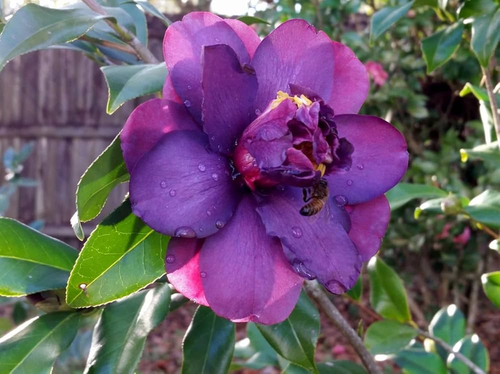 Purple Camellia Flower seeds for Planting - Colorful Display, Heirloom & GMO Free Seeds for Home Garden