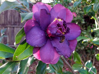 Purple Camellia Flower seeds for Planting - Colorful Display, Heirloom & GMO Free Seeds for Home Garden