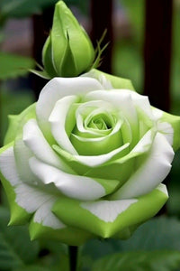 Yellow Green Rose Flower Seeds for Planting Heirloom NonGMO Easy to Grow Garden Blooms 
 
 Sale