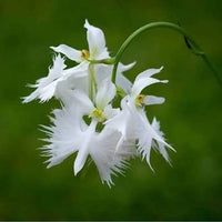 Japonesa Garza Flores Flower seeds for Planting - Vibrant Colors, Heirloom & GMO Free Seeds for Home Garden