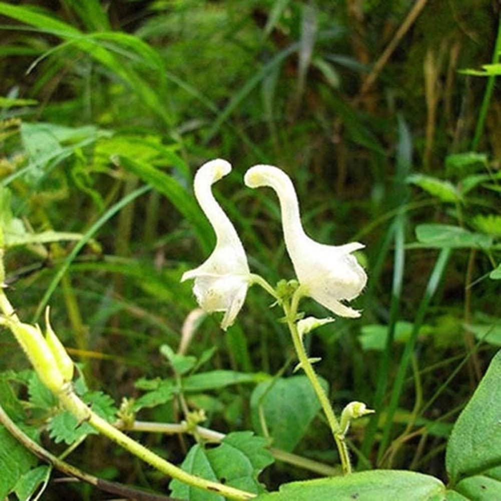 White Swan Flower seeds for Planting Long Bloom Season Heirloom & GMO Free Seeds for Home Garden 
 
 Sale