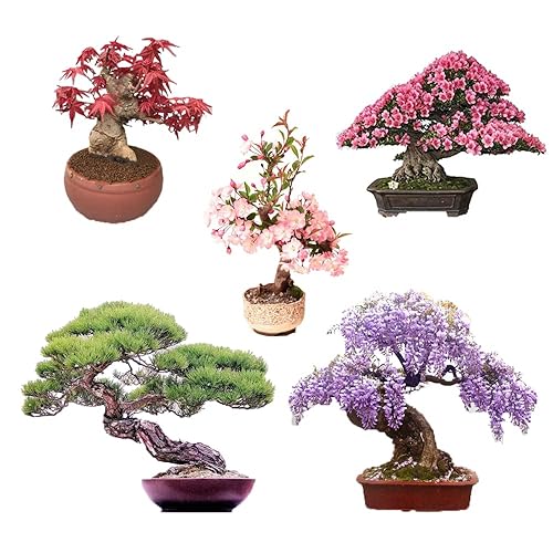Multi Simsii Bonsai Seeds for Planting Low Maintenance Heirloom & GMO Free Seeds for Home Garden
 
 Sale