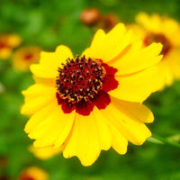 Calliopsis Flower seeds for Planting - Fragrant Blossoms, Heirloom & GMO Free Seeds for Home Garden
