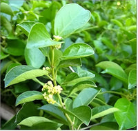 Gymnema Inodorum Flower seeds for Planting Fragrant Blossoms Heirloom & GMO Free Seeds for Home Garden